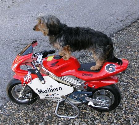 La motos c'est pas pour les chien.